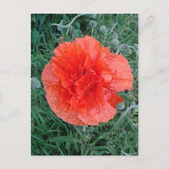 Red Double Poppy Floral Postcard (Front)