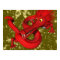 Red Dragon (large size)