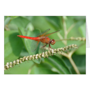 Red Dragonfly