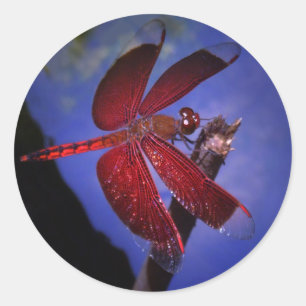 Red Dragonfly Classic Round Sticker
