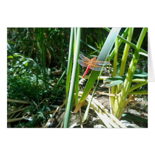 Red Dragonfly Clinging on a Leaf (Front Horizontal)