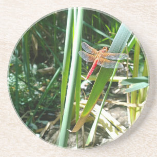 Red Dragonfly Clinging on a Leaf Coaster