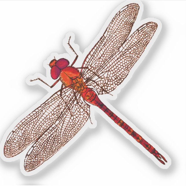Red Dragonfly Contour (Front)