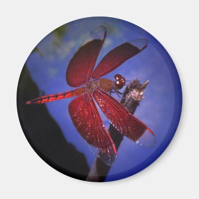 Red Dragonfly Magnet (Front)