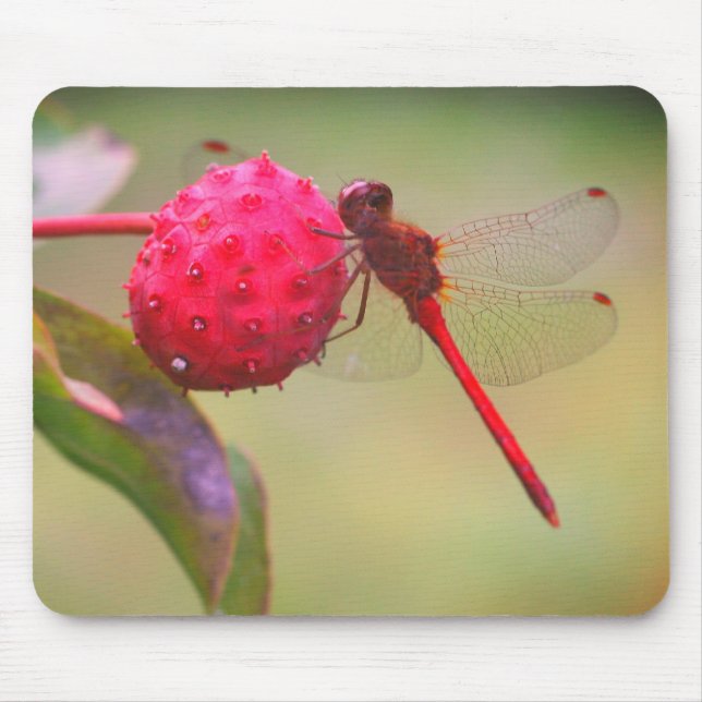 Red Dragonfly Nature  Mouse Mat (Front)