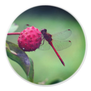 Red Dragonfly On Dogwood Fruit Close Up  Ceramic Knob