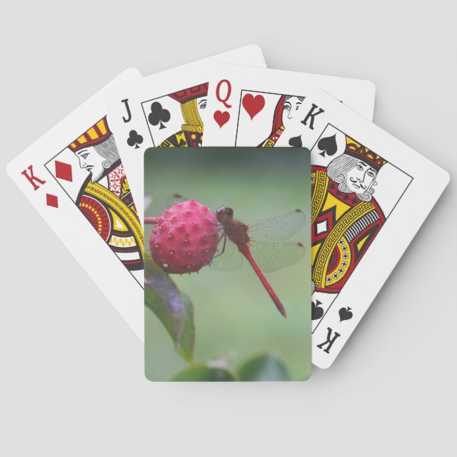 Red Dragonfly On Dogwood Fruit Insect  Playing Cards (Back)