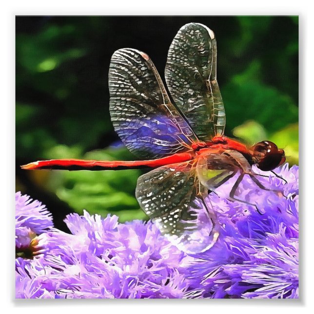 Red Dragonfly on Violet Purple Flowers Photo Print (Front)