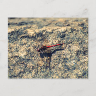 Red Dragonfly Postcard