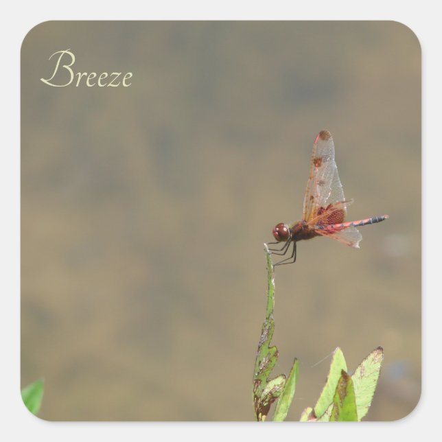 Red dragonfly resting on a straw square sticker (Front)