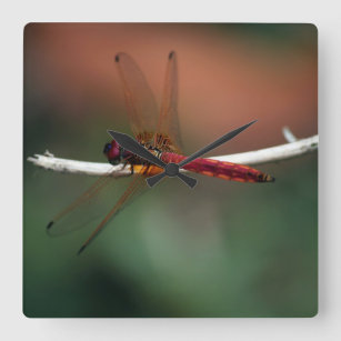 red dragonfly wall clock