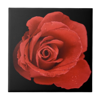 Red Drama Rose Tile