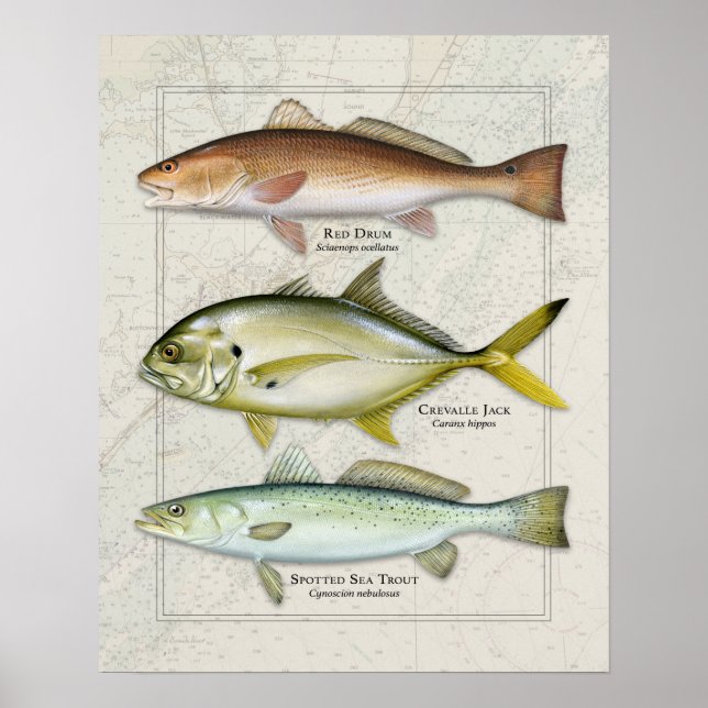Red Drum, Crevalle Jack, Sea Trout Trio Poster (Front)