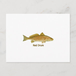 Red Drum (titled) Postcard