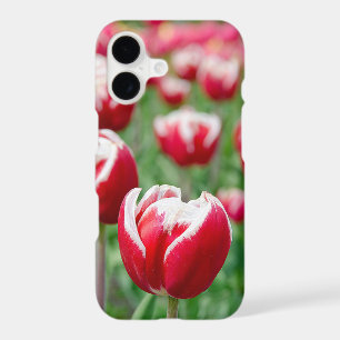 Red Dutch Tulip Garden