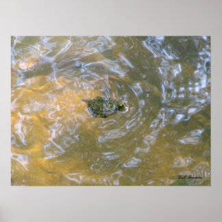 Red-eared Slider Hatchling Poster