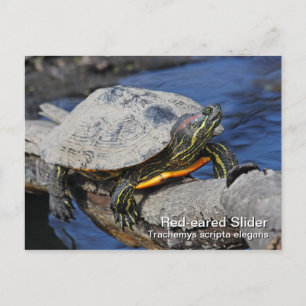 Red-eared Slider Postcard