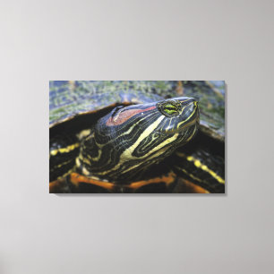 Red-eared Slider, Trachemys scripta elegans, 2 Canvas Print
