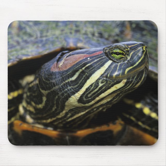 Red-eared Slider, Trachemys scripta elegans, 2 Mouse Mat (Front)