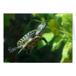 Red-Eared Slider Turtle