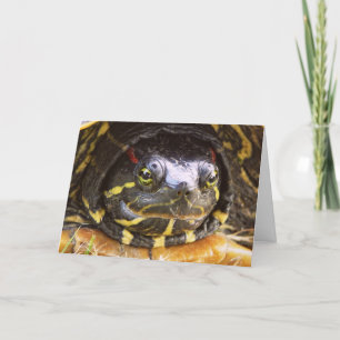 Red Eared Slider Turtle Head Card