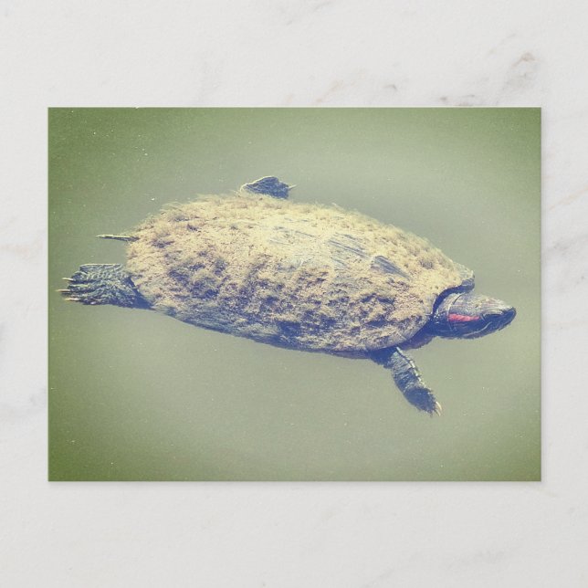Red-eared slider turtle  holiday postcard (Front)