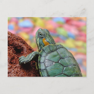 Red-eared slider turtle postcard