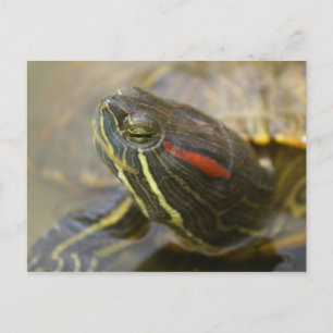 Red Eared Slider Turtle Postcard