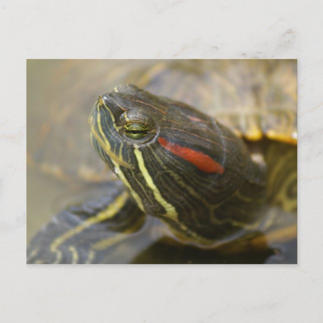 Red Eared Slider Turtle Postcard (Front)