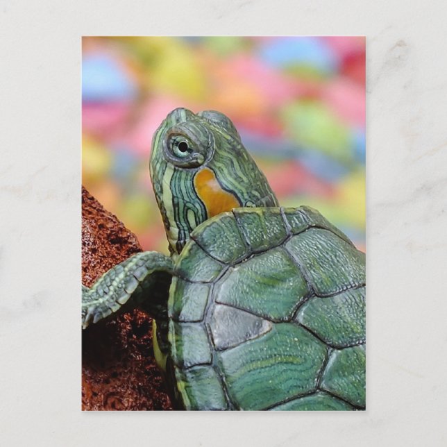 Red-eared slider turtle postcard (Front)