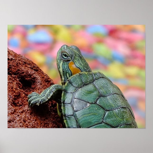 Red-eared slider turtle poster (Front)