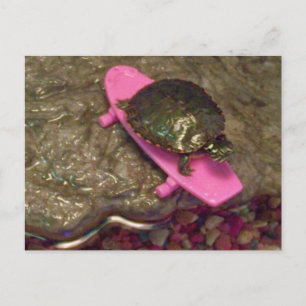 Red Eared Slider Turtle Riding Skateboard Postcard