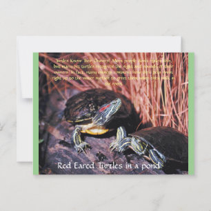 "Red Eared Turtles" Postcard