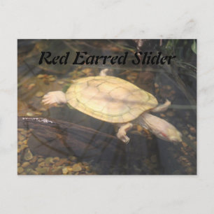 Red Earred Slider Postcard