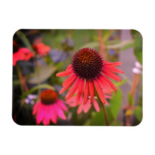 Red Echinacea Cone Flowers Fridge Magnet