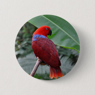 Red eclectic parrot 6 cm round badge