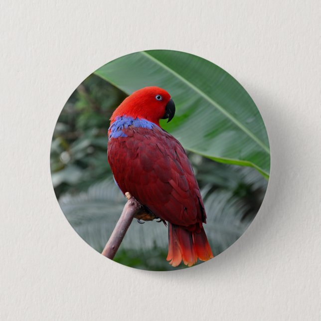 Red eclectic parrot 6 cm round badge (Front)