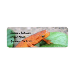 Red Eft Orange Salamander Nature #2 Address