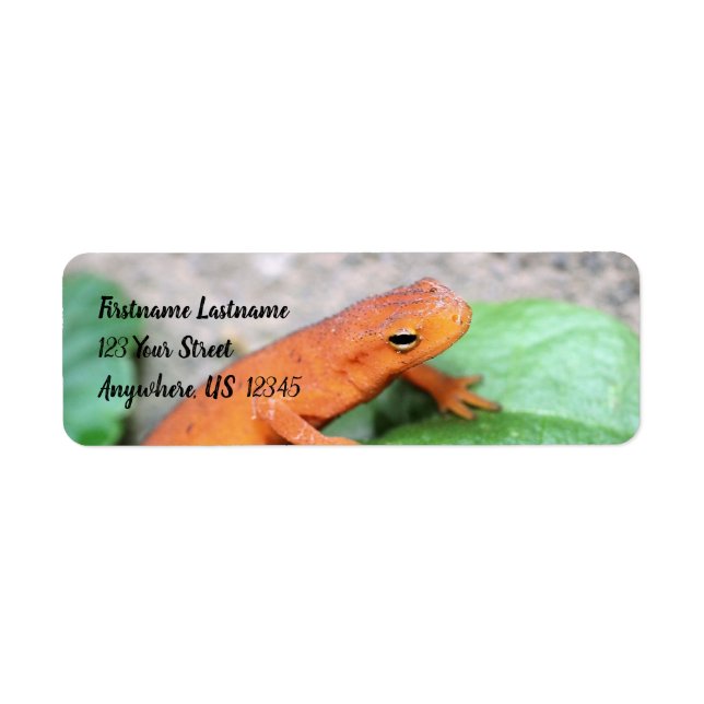 Red Eft Orange Salamander Nature #2 Address (Front)