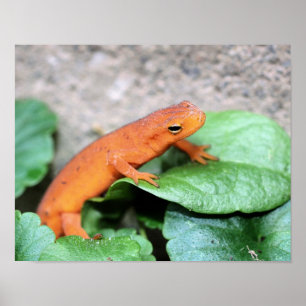 Red Eft Orange Salamander Nature 2 Poster