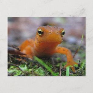 Red Eft Postcard