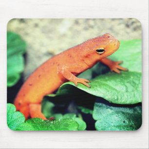Red Eft Salamander Nature  Mouse Mat