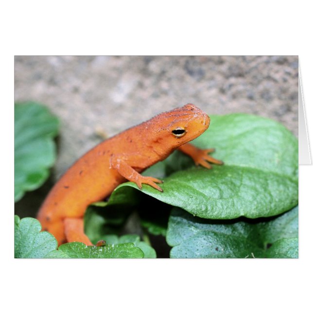 Red Eft Salamander Nature Photography Card (Front Horizontal)