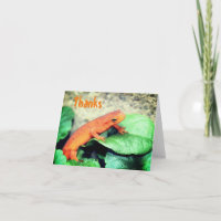 Red Eft Salamander Nature Thank You Card