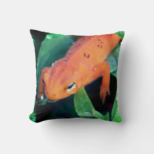 Red Eft Salamander Raindrop On Eye   Cushion