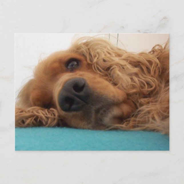 red english cocker spaniel 2.png postcard (Front)