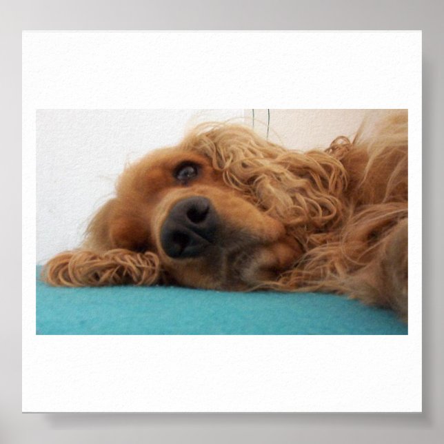 red english cocker spaniel 2.png poster (Front)