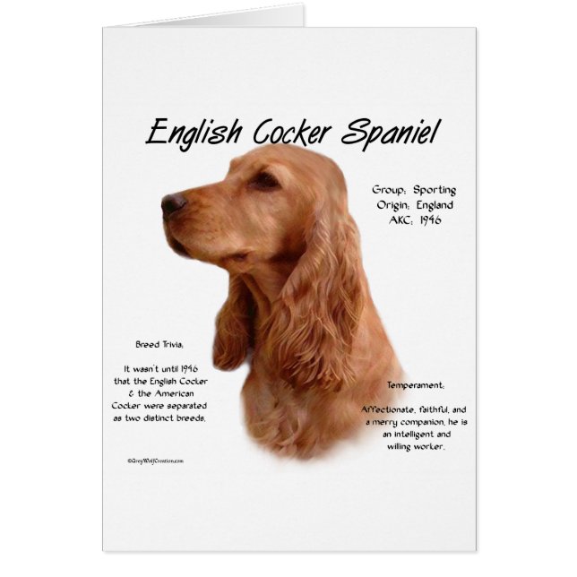Red English Cocker Spaniel History  (Front)