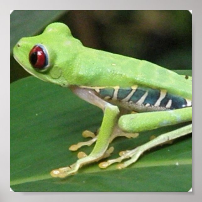 Red Eye Green Tree Frog Print (Front)