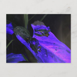 Red Eye Tree Frog # 2 Postcard